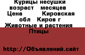 Курицы-несушки, возраст 7 месяцев. › Цена ­ 250 - Кировская обл., Киров г. Животные и растения » Птицы   